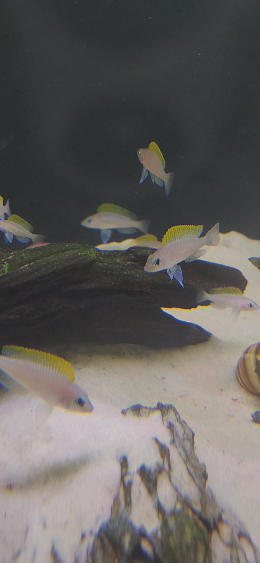 red fin neolamprologus caudopunctatus cichlid in rocky tanganyika aquarium