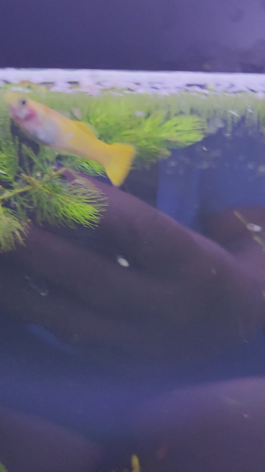 Lemon Male Guppy