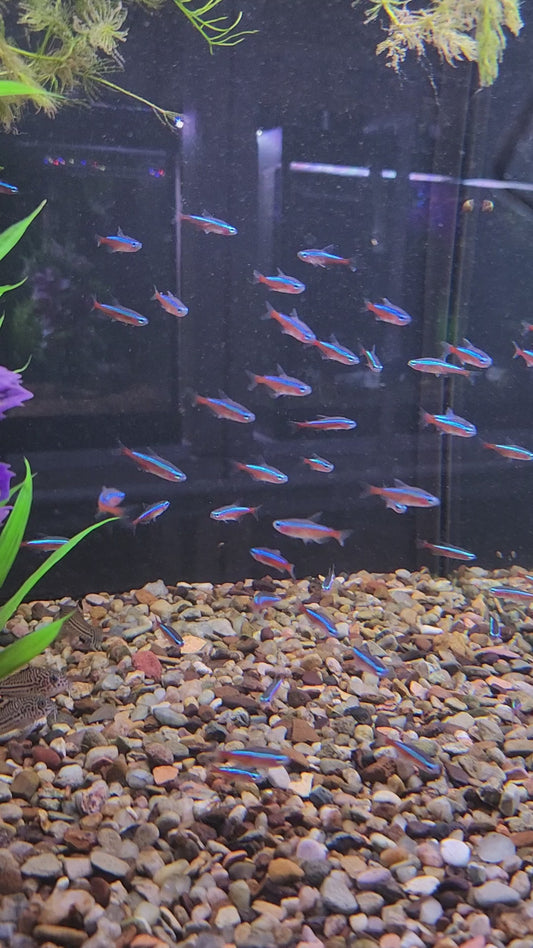 Cardinal Tetra (Paracheirodon axelrodi)