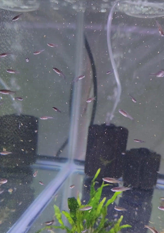 Celestial Pearl Danio (Danio margaritatus) – small freshwater nano fish with pearl-like body spots and orange fins, schooling in a planted aquarium.