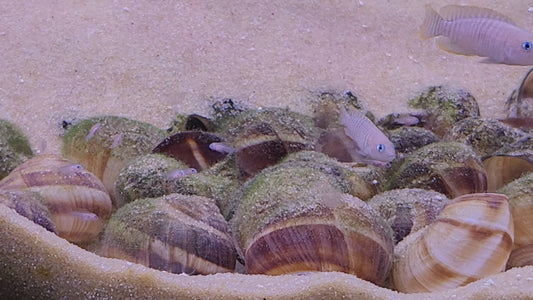 neolamprologus multifasciatus shell dweller cichlid in sandy aquarium with snail shells