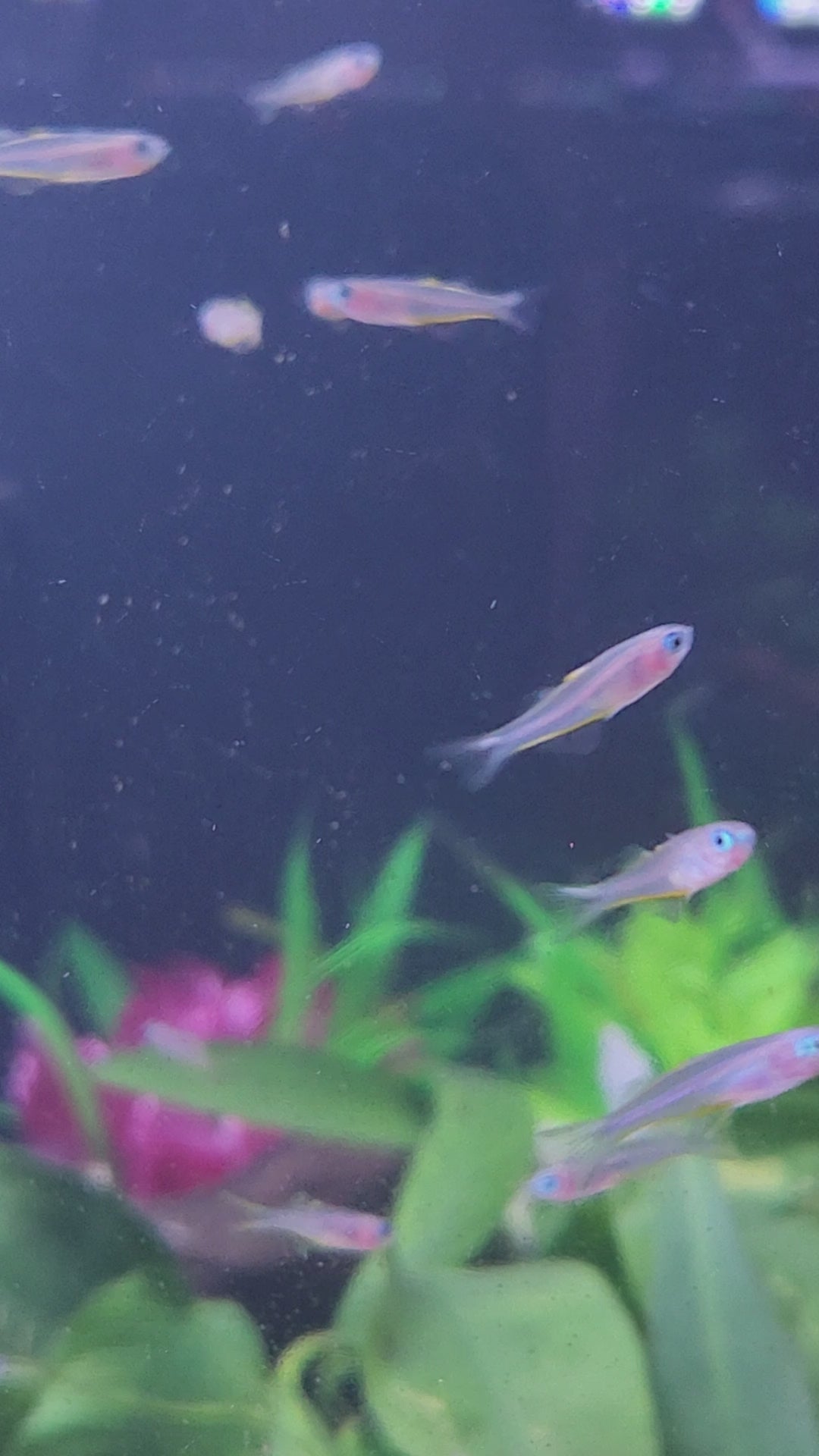 Forktail Rainbowfish (Pseudomugil furcatus)