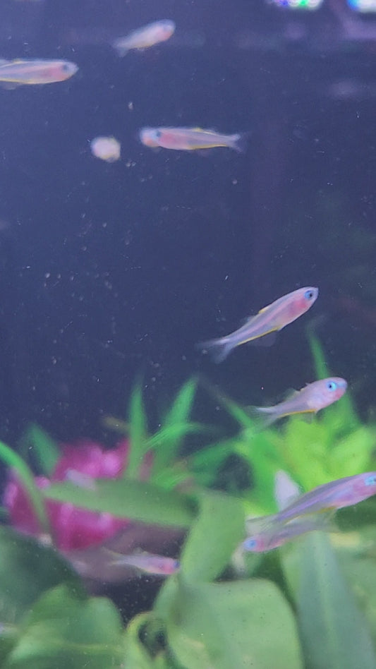 Forktail Rainbowfish (Pseudomugil furcatus)