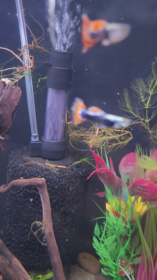 Dumbo Ear Red Dragon Male Guppy