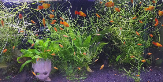 Orange and yellow platy fish in lush planted aquarium