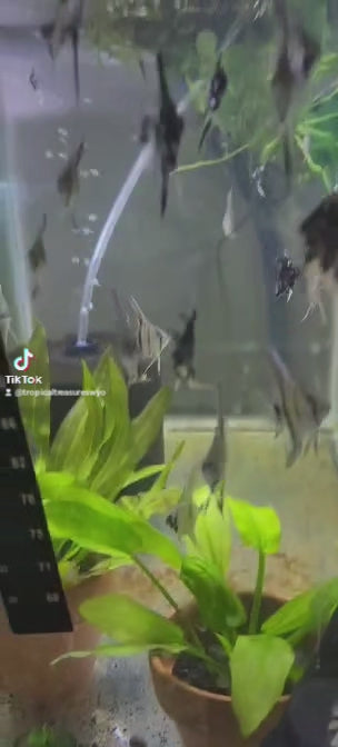 Assorted Angelfish - Unsexed Juvenile