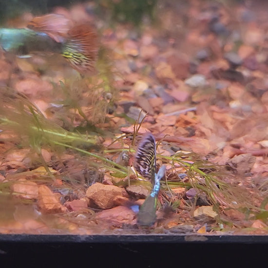 Dumbo Ear Green Male Guppy with green body and large pectoral fins for freshwater aquariums