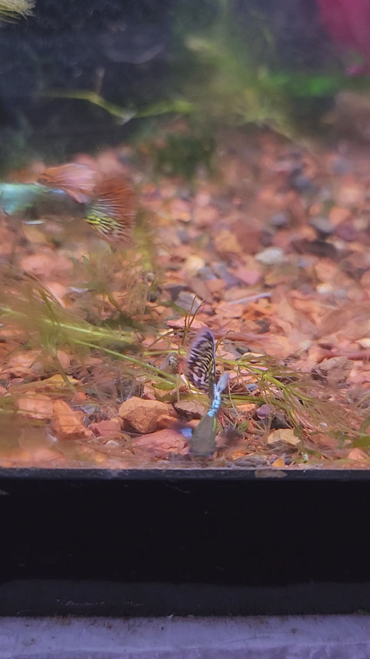 Dumbo Ear Green Male Guppy