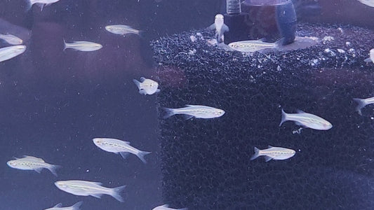 Danio tinwini – Gold Ring Danio freshwater aquarium fish