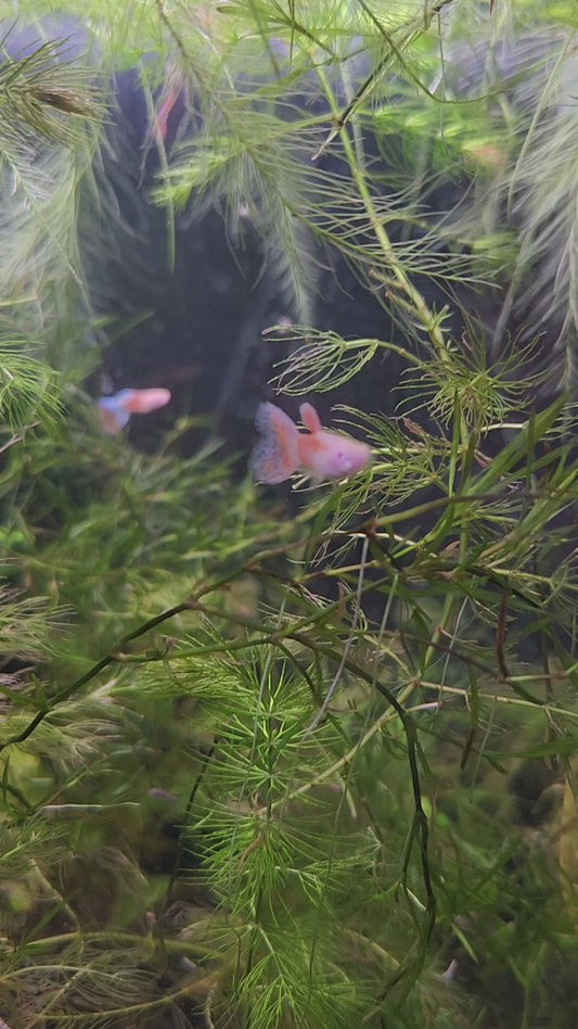 Albino Pink Sakura Guppy Pair (Poecilia reticulata)