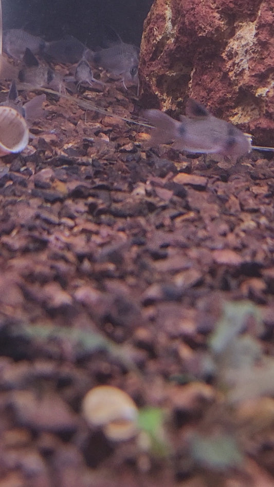 Panda Corydoras Longfin (Corydoras panda)