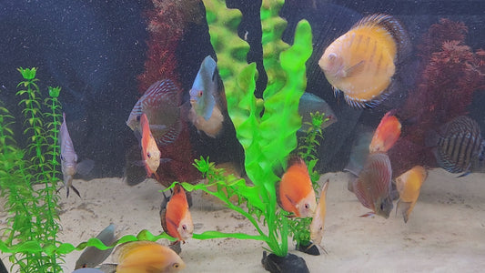 Assorted Discus fish – various vibrant color morphs of Symphysodon species swimming in a lush aquascaped freshwater aquarium.