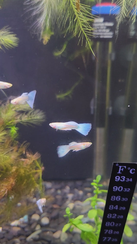 Albino Blue Sky Guppy Pair (Poecilia reticulata)