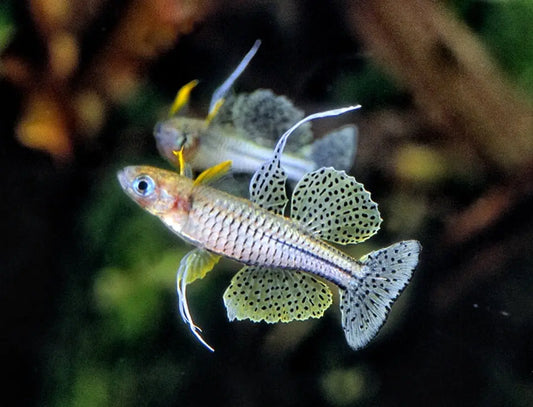 Gertrude's Blue Eye Rainbow Fish Tropical Treasures Wyo