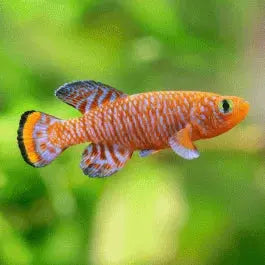 Rachovii Killifish red Nothobranchius rachovii