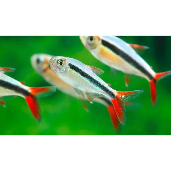 Penguin Red Tail Tetras with silver bodies, black horizontal stripes and red tails in a planted aquarium
