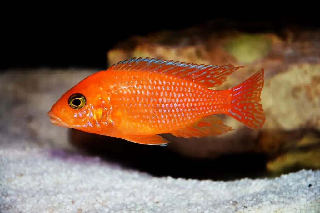 Lake Malawi Cichlid Collection – Red Zebra Cichlid, Peacock, Demasoni, and OB cichlids swimming among rocks in a freshwater aquarium