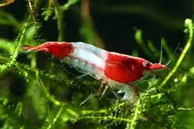 Red Rili Shrimp Tropical Treasures Wyo