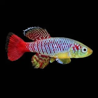 Guentheri’s Killifish red freshwater aquarium fish