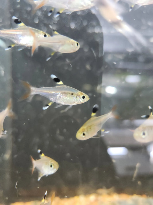Pristella Tetra Tropical Treasures Wyo