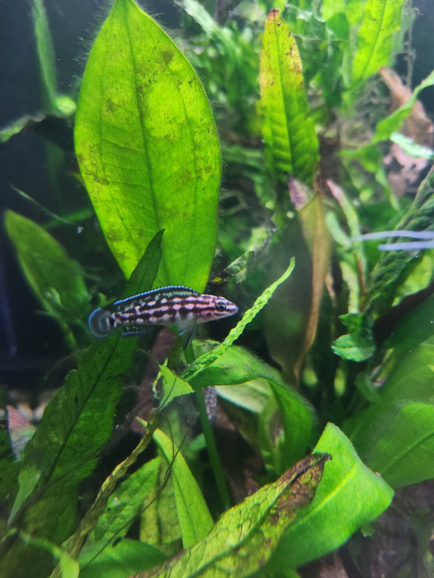 Julidochromis marlieri – Marlier’s Julie Cichlid with bold black and yellow spotted pattern swimming among rocks in a Lake Tanganyika aquarium
