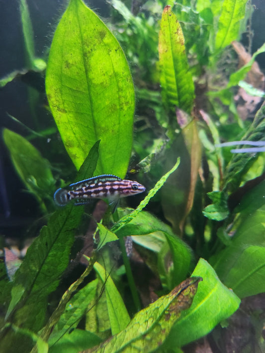 Julidochromis marlieri – Marlier’s Julie Cichlid with bold black and yellow spotted pattern swimming among rocks in a Lake Tanganyika aquarium