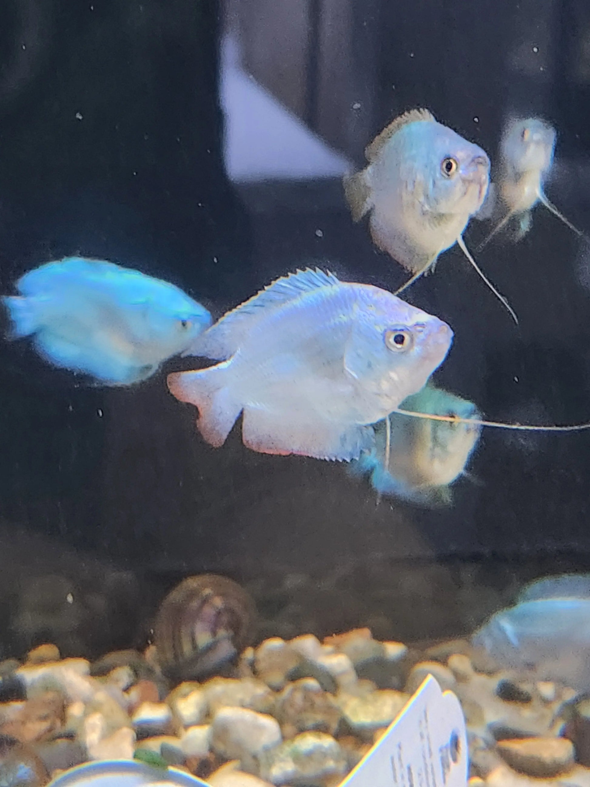 Sky Blue Dwarf Gourami – soft pastel blue nano gourami swimming in a planted freshwater aquarium