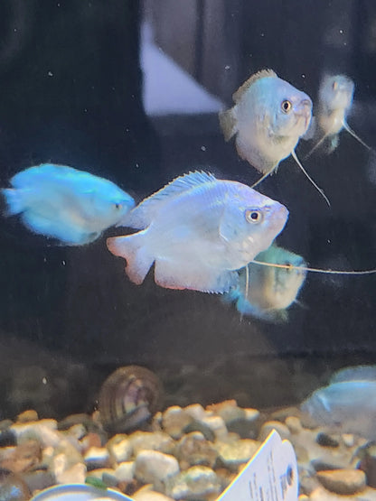 Sky Blue Dwarf Gourami – soft pastel blue nano gourami swimming in a planted freshwater aquarium