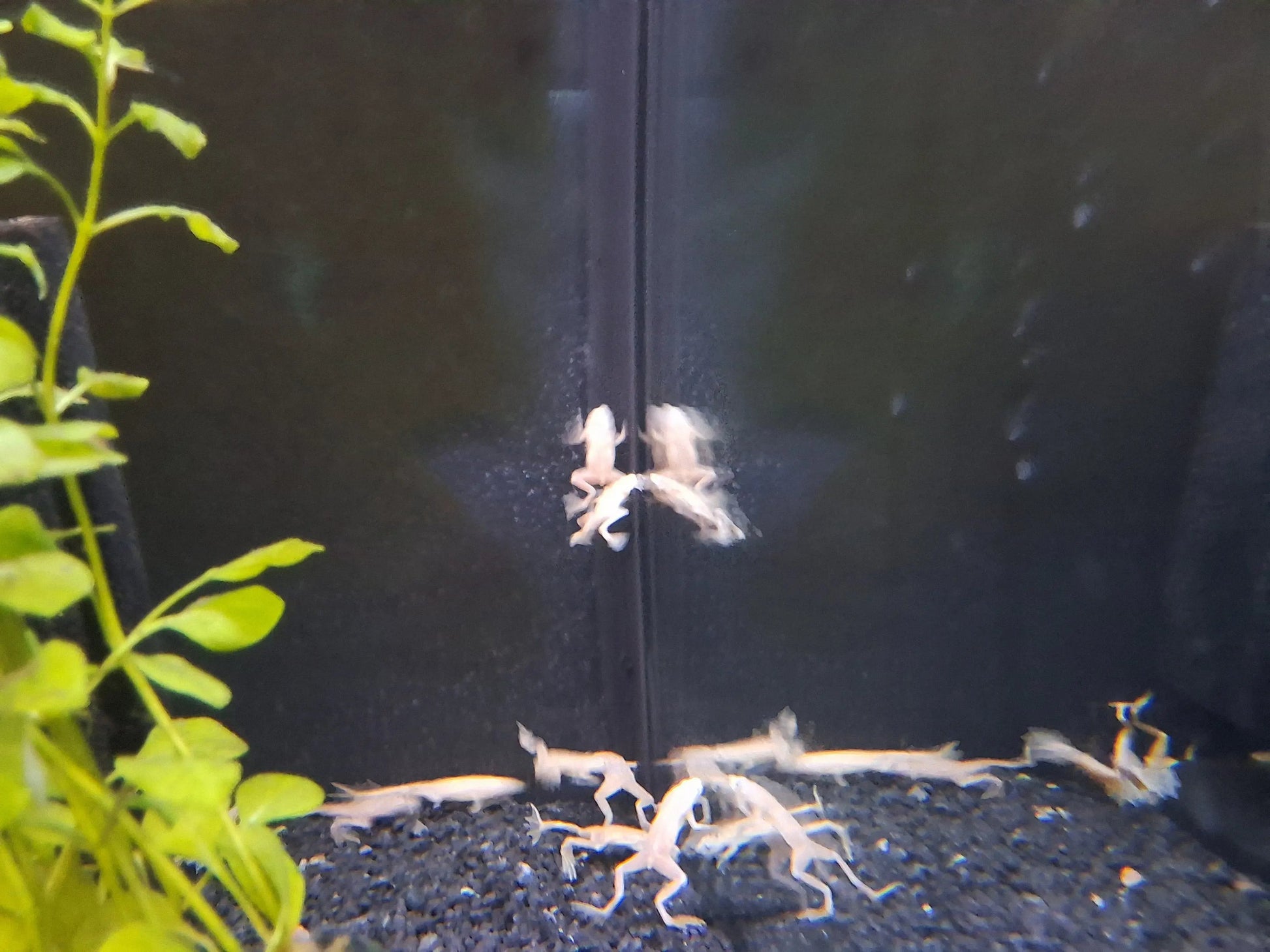 African Dwarf Frog (Hymenochirus curtipes) – small fully aquatic frog with smooth olive-brown skin resting on sand in a freshwater aquarium with plants