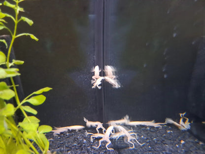 African Dwarf Frog (Hymenochirus curtipes) – small fully aquatic frog with smooth olive-brown skin resting on sand in a freshwater aquarium with plants