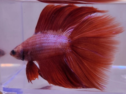 Twintail Halfmoon Betta splendens – vibrant double-tailed Betta with flowing fins and bright coloration in a planted freshwater aquarium.