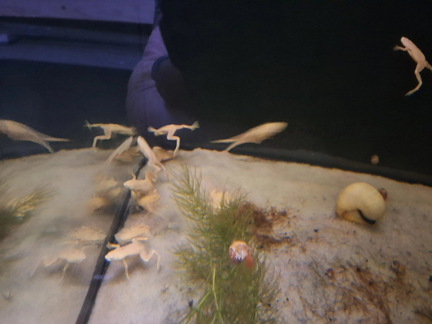 African Dwarf Frog (Hymenochirus curtipes) – small fully aquatic frog with smooth olive-brown skin resting on sand in a freshwater aquarium with plants