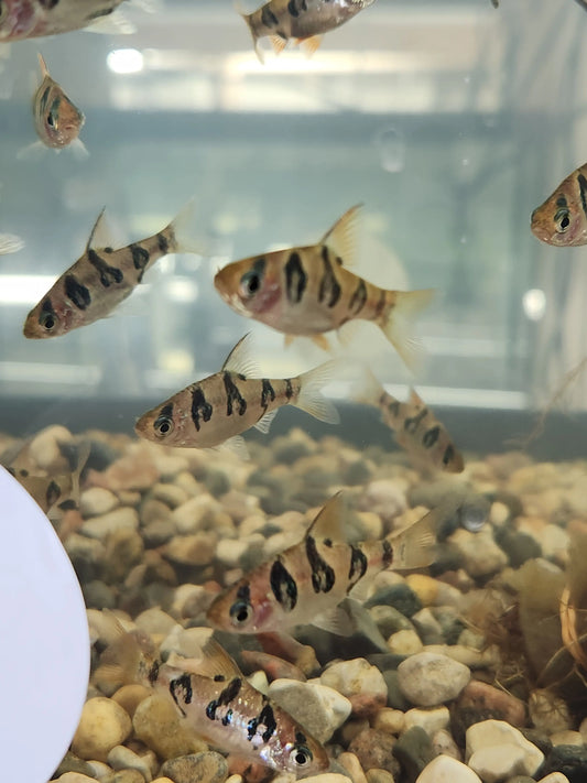 Round-banded Barb freshwater aquarium fish with snakeskin pattern