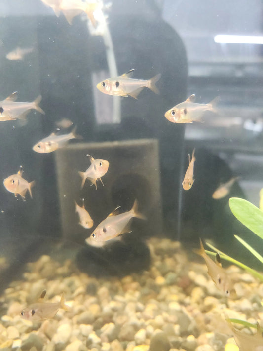 Red Phantom Tetra Tropical Treasures Wyo