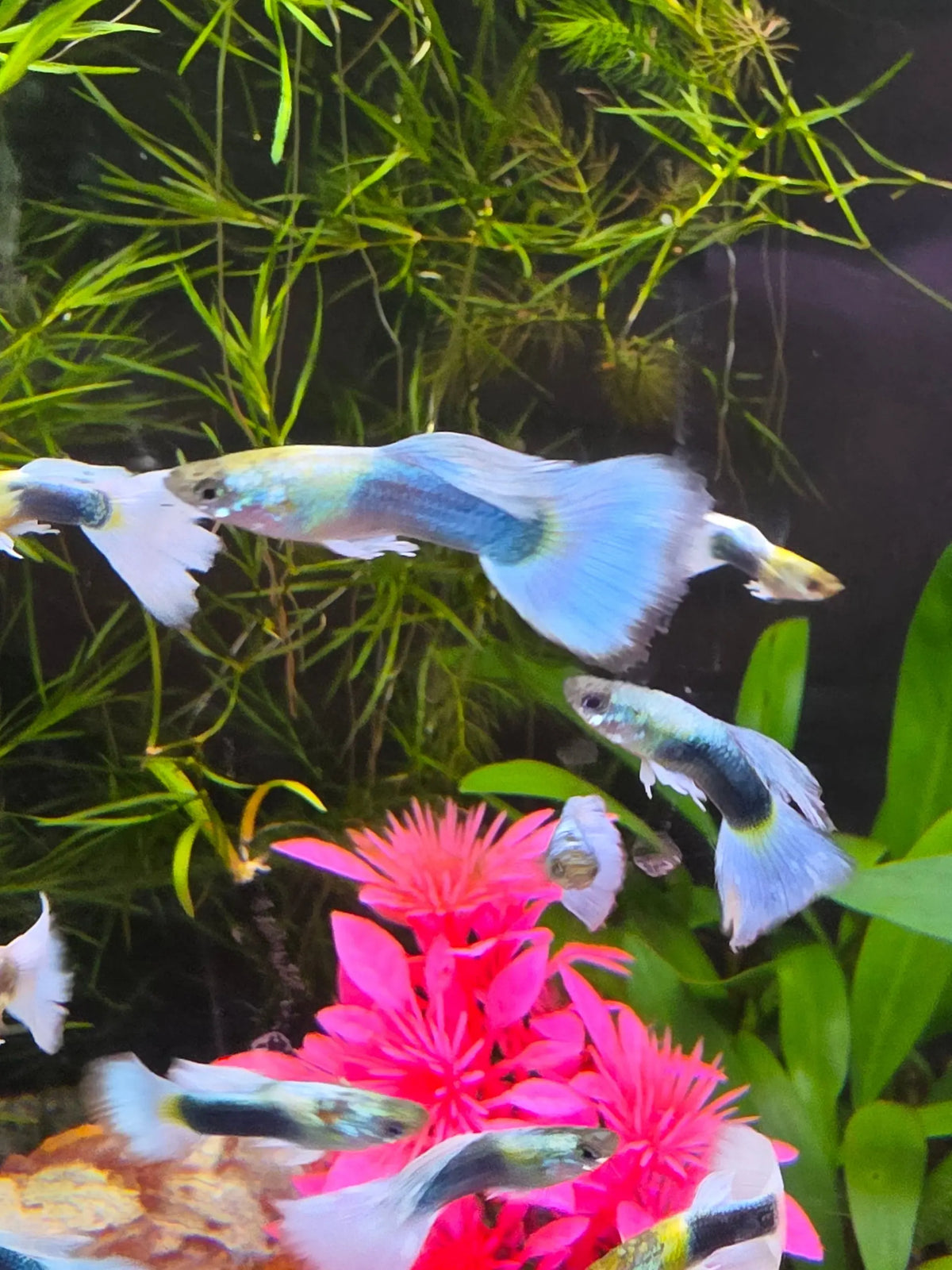 Ice Blue Tux Guppy Male