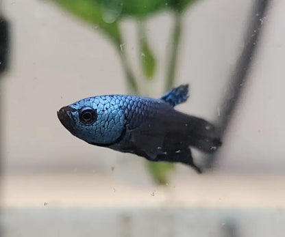 Betta - Alien Blue Steel Plakat Tropical Treasures Wyo LLC