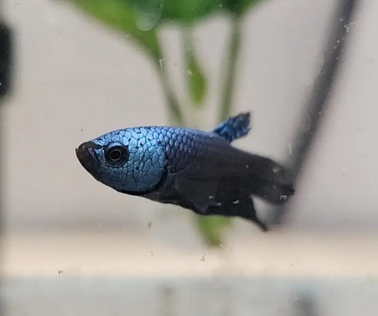 Betta - Alien Blue Steel Plakat Tropical Treasures Wyo LLC