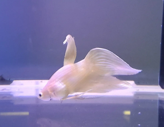 Gold Veiltail Betta (Betta splendens) – elegant long-finned Betta with shimmering gold scales and flowing tail swimming gracefully in a planted freshwater aquarium