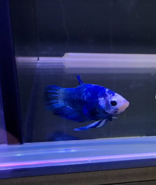 Male Blue Rim Betta (Betta splendens) – elegant Betta fish with white body and vivid blue fin edges displaying graceful fins while swimming in a planted freshwater aquarium