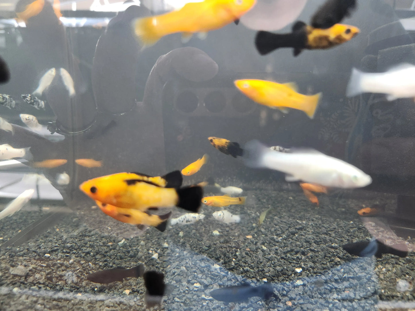 Unique Mixed Molly Tropical Treasures Wyo LLC
