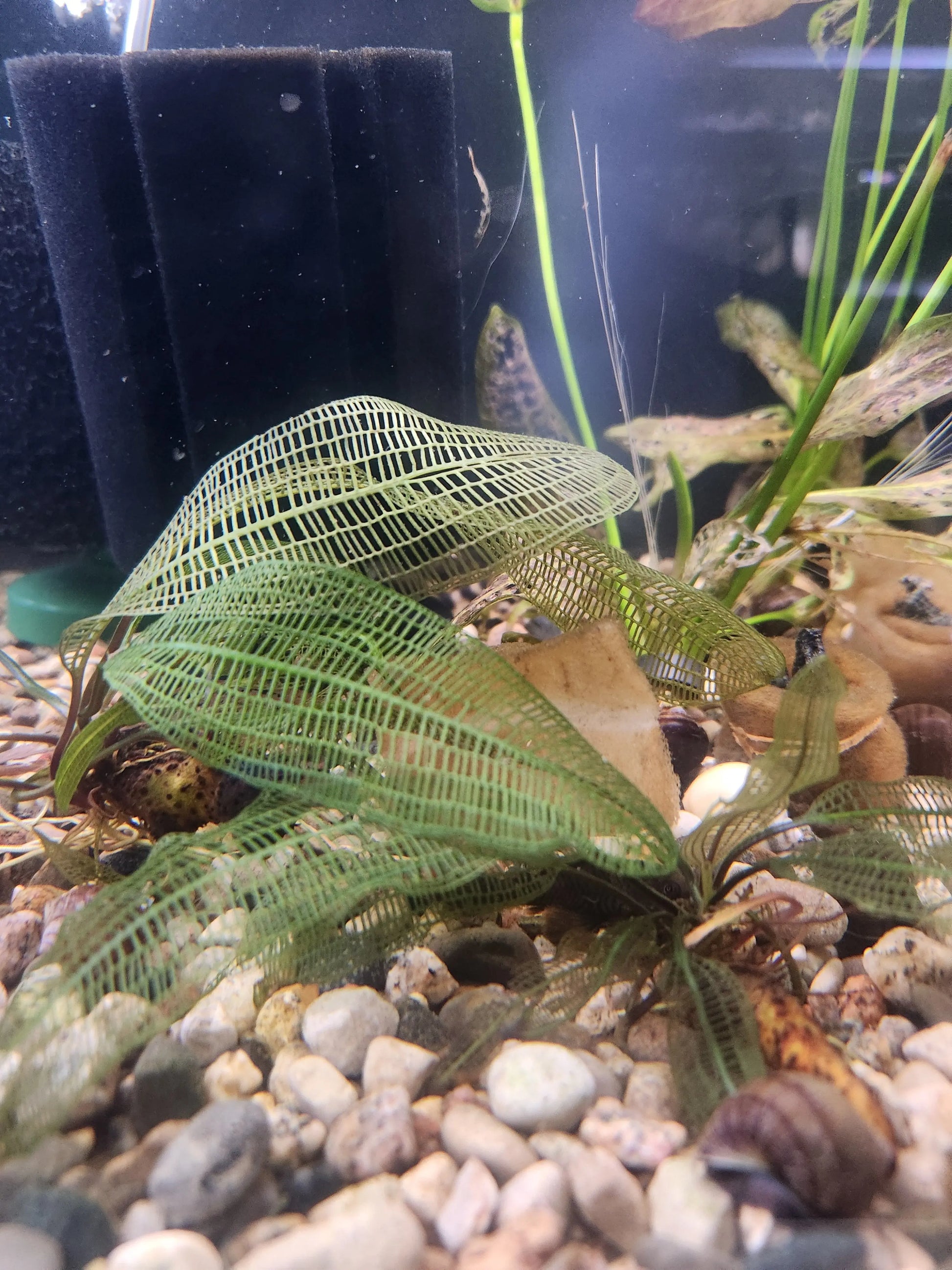 Aponogeton madagascariensis (Madagascar Lace Plant) delicate lace-pattern aquarium plant with intricate transparent leaves growing in a freshwater planted tank