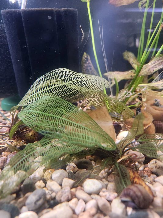 Aponogeton madagascariensis (Madagascar Lace Plant) – delicate lace-pattern aquarium plant with intricate transparent leaves growing in a freshwater planted tank
