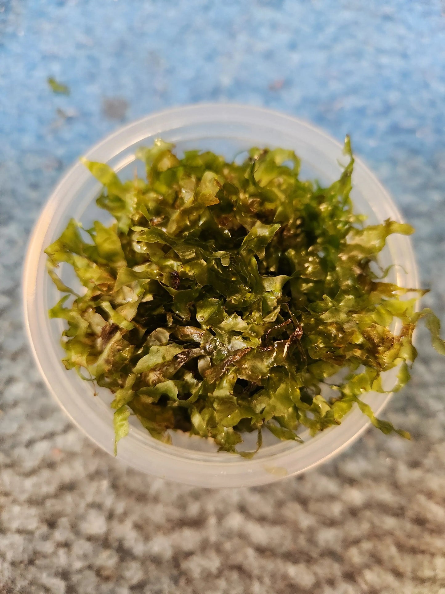 Süsswassertang (Lomariopsis lineata) Freshwater Seaweed Aquarium Plant