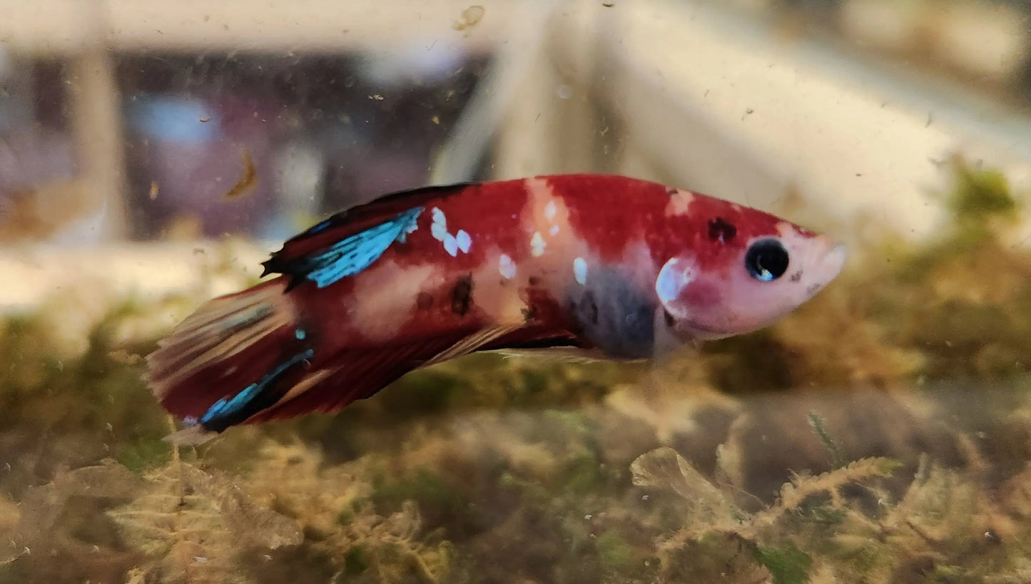 Male Nemo Betta (Betta splendens) – colorful Betta fish with vibrant orange, red, yellow, and blue marbled pattern and flowing fins swimming in a planted freshwater aquarium