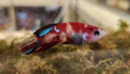 Male Nemo Betta (Betta splendens) – colorful Betta fish with vibrant orange, red, yellow, and blue marbled pattern and flowing fins swimming in a planted freshwater aquarium