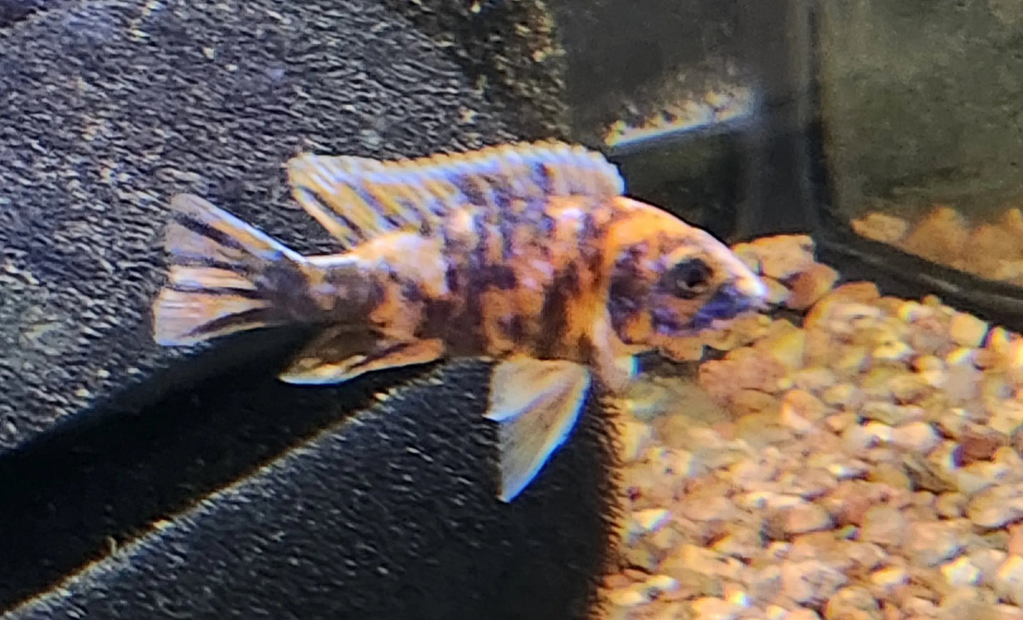 Orange Blotched Peacock Cichlid (Aulonocara sp.) – colorful African cichlid with orange, black, and blue mottled pattern swimming over sand and rocks in a freshwater aquarium