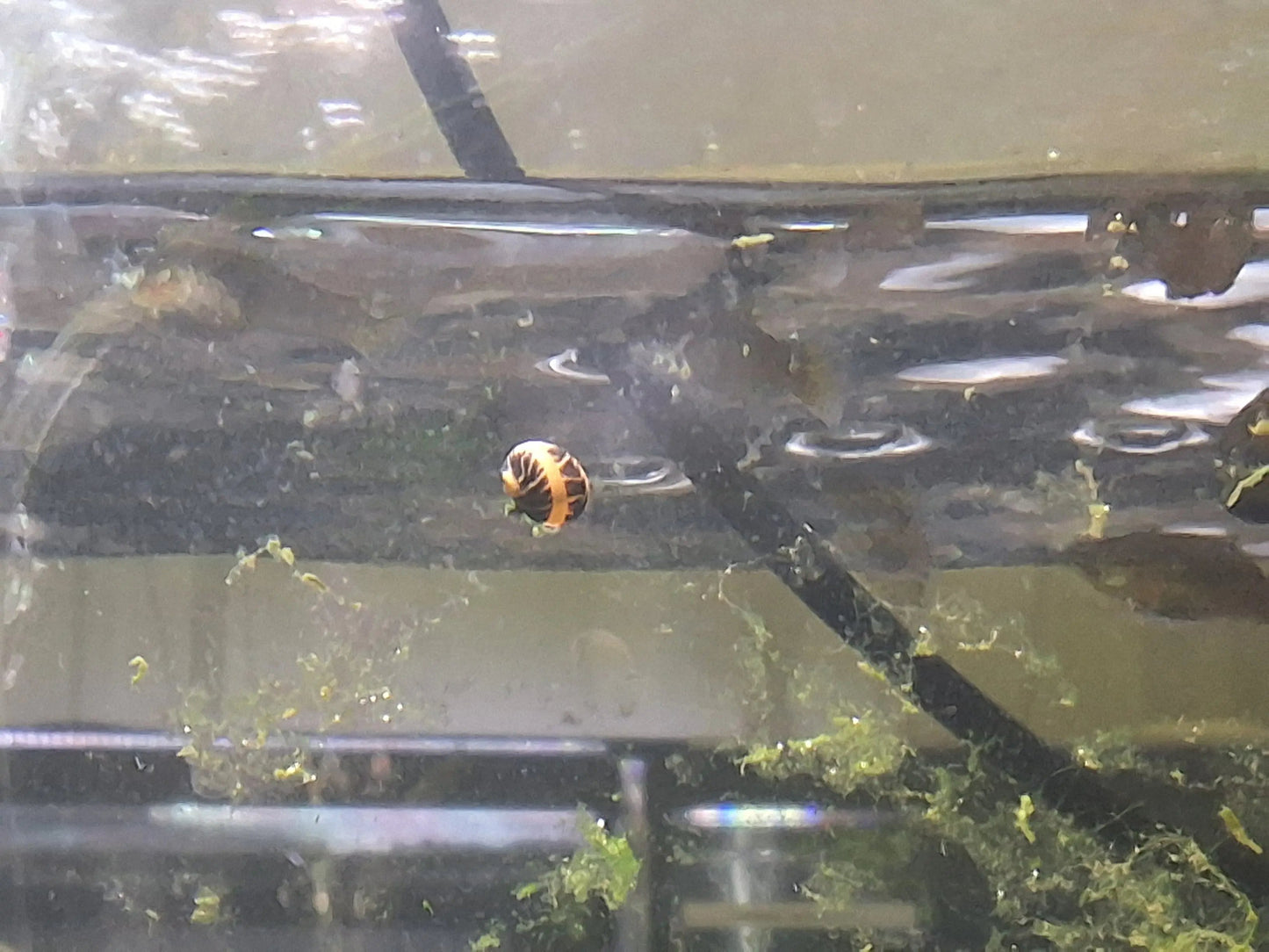 Pumpkin Striped Nerite Snail (Neritina variegata) – bright orange snail with bold black spiral stripes crawling on aquarium glass, peaceful freshwater algae eater