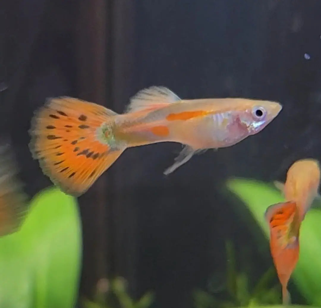 Pigeon Blood Male Guppy with deep blood-red body and flowing fins swimming in a planted freshwater aquarium