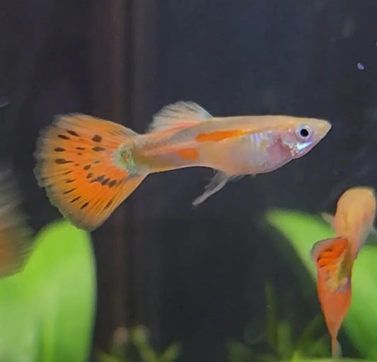 Pigeon Blood Male Guppy