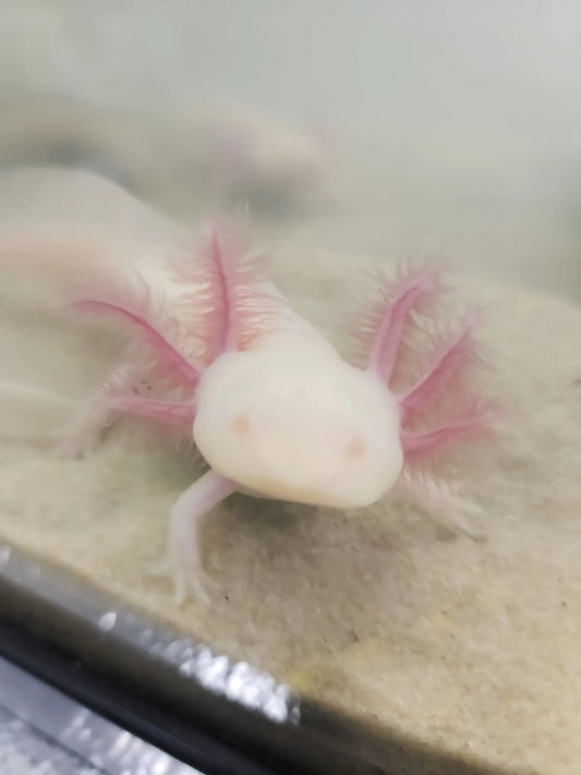 Albino Pink Axolotl – pale pink aquatic salamander with translucent skin, feathery red gills, and golden eyes resting in a freshwater aquarium.”